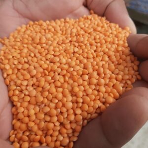Dal-ডাল