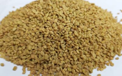মেথি পরিচিতি ও উপকারীতা