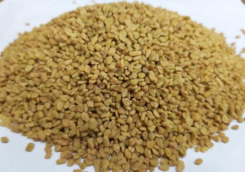 মেথি পরিচিতি ও উপকারীতা