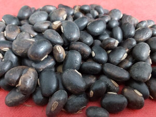 আলকুশি বীজ